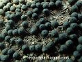 Rosellinia mammiformis-amf2138